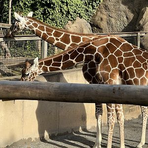 African Plains- Giraffe- Stella- Abigail