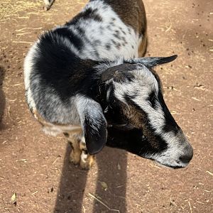 KidZooU- Barnyard- Nigerian Dwarf Goat- Comet