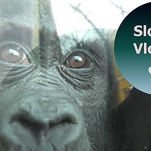 Gorilla Indigo Comes To The Window