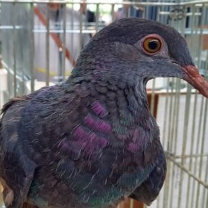 Pigeon ID