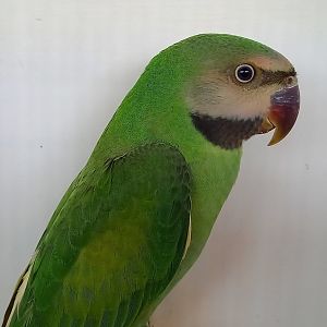 Moustached parakeet - juvenile