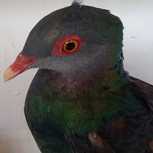 Metallic pigeon