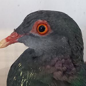 Metallic pigeon