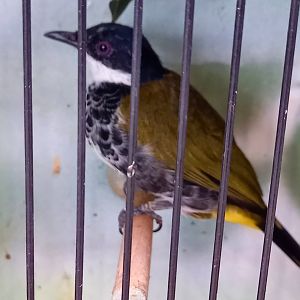 Scaly-breasted bulbul