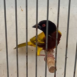 Golden-backed weaver