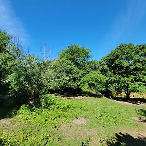 Southwick 7/22 - Red kangaroo exhibit