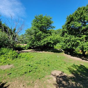 Southwick 7/22 - Red kangaroo exhibit