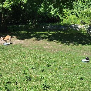 Southwick 7/22 - Red kangaroo sharing food with a wild groundhog