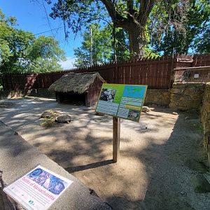 Southwick 7/22 - Sulcata tortoise