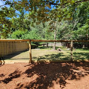 Southwick 7/22 - Bennett's wallaby