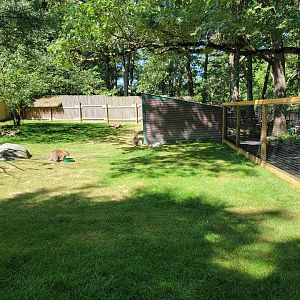 Southwick 7/22 - Bennett's wallaby