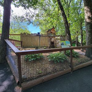 Southwick 7/22 - Hyacinth macaw