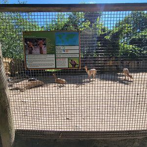 Southwick 7/22 - Vicuna