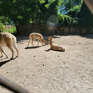 Southwick 7/22 - Vicuna