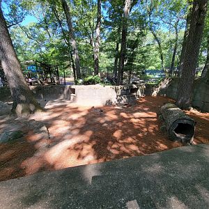 Southwick 7/22 - Patagonian mara