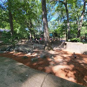 Southwick 7/22 - Patagonian mara