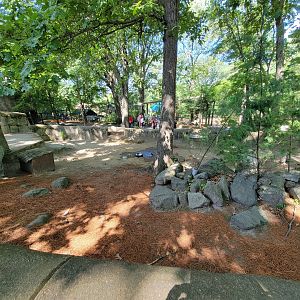 Southwick 7/22 - Patagonian mara