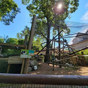 Southwick 7/22 - Black and white ruffed lemurs