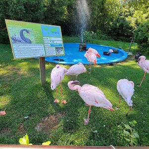 Southwick 7/22 - Lesser flamingos, Chilean flamingos, black swans