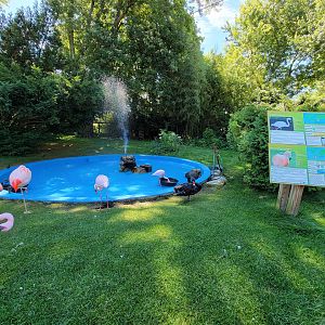 Southwick 7/22 - Lesser flamingos, Chilean flamingos, black swans