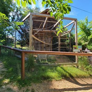 Southwick 7/22 - Red ruffed lemurs