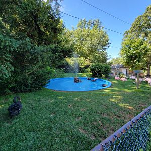 Southwick 7/22 - Lesser flamingos, Chilean flamingos, black swans