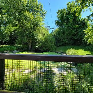 Southwick 7/22 - American alligator