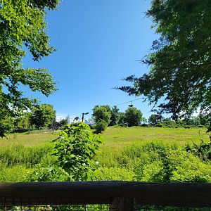 Southwick 7/22 - Scimitar oryx, Grant's zebra, common ostrich