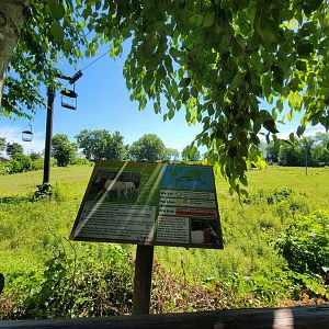 Southwick 7/22 - Scimitar oryx, Grant's zebra, common ostrich