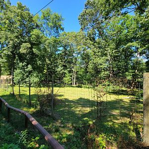 Southwick 7/22 - Cheetah yard #1