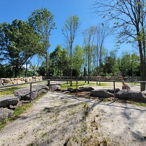 Southwick 7/22 - Giraffes