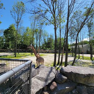 Southwick 7/22 - Giraffes