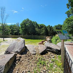 Southwick 7/22 - Giraffes