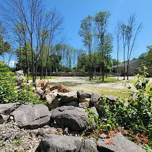 Southwick 7/22 - Giraffes