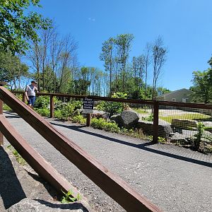 Southwick 7/22 - Giraffes