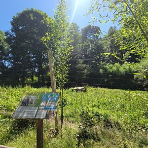 Southwick 7/22 - Spotted hyena