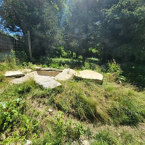 Southwick 7/22 - Spotted hyena