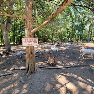 Southwick 7/22 - Fallow deer forest, where you can feed the deer