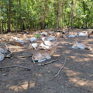 Southwick 7/22 - Fallow deer forest, where you can feed the deer