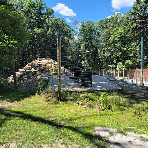 Southwick 7/22 - Aoudad