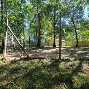 Southwick 7/22 - Cheetah yard #2