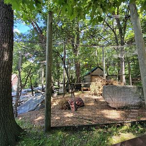 Southwick 7/22 - Serval