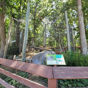 Southwick 7/22 - Serval