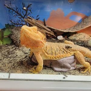 Southwick 7/22 - Inland bearded dragon