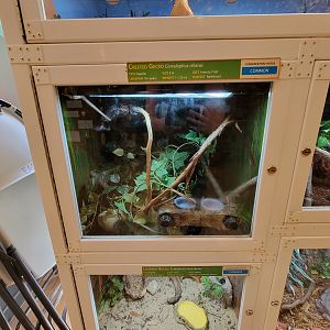 Southwick 7/22 - Crested gecko