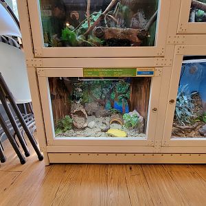 Southwick 7/22 - Leopard gecko