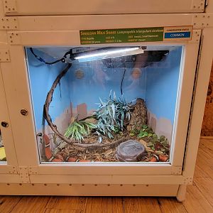 Southwick 7/22 - Sinaloan milk snake