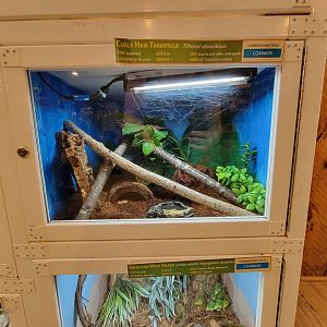 Southwick 7/22 - Curlyhair tarantula