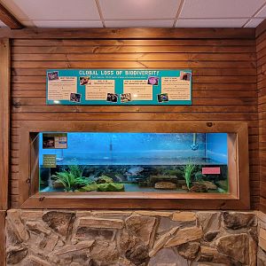 Southwick 7/22 - Long-necked turtle