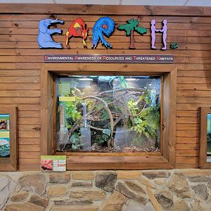 Southwick 7/22 - Five-keeled spiny-tailed iguana